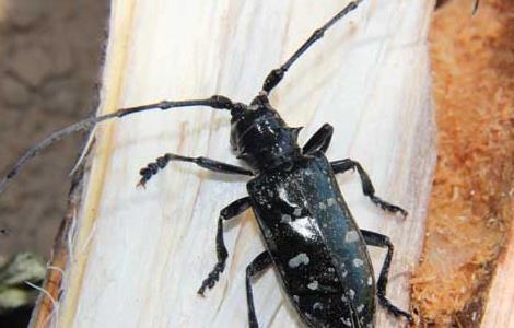 光肩星天牛怎么防治（光肩星天牛防治信息）