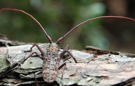松褐天牛的防治技术 松褐天牛的防治方法
