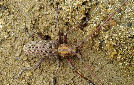 松墨天牛怎么防治 松墨天牛防治时间