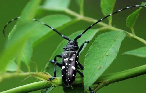 星天牛怎么防治（星天牛防治方法）