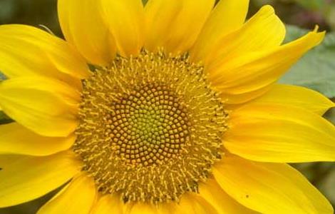 关于向日葵的唯美句子 关于向日葵的唯美句子图片大全