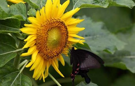 向日葵为什么向着太阳 向日葵为什么向着太阳的作文