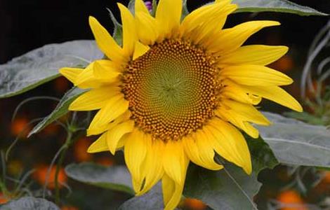 向日葵什么时候开花 荷花菊花向日葵什么时候开花