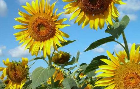 向日葵什么时候成熟 向日葵什么时候成熟可以采摘