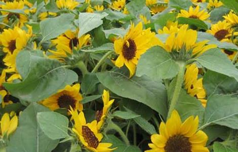 向日葵的种植技术 向日葵的种植技术与管理