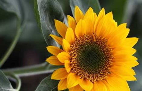 向日葵属于什么植物（向日葵属于什么植物裸子还是被子）