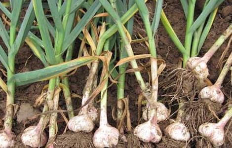 大蒜专用肥怎么配置（种大蒜专用肥）