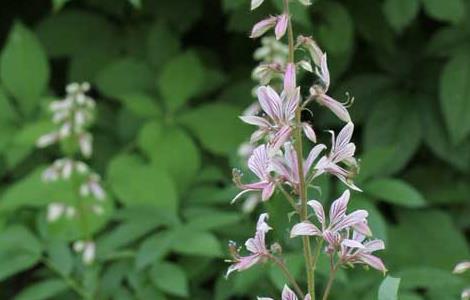 白鲜皮种子价格及种植方法