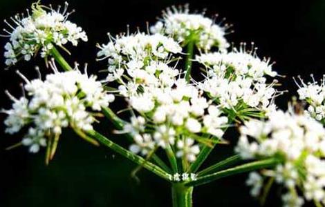 白芷种子价格及种植方法（白芷的种子是什么样的）