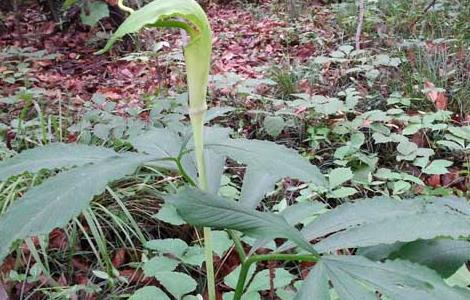 半夏种子价格及种植方法（种植半夏每亩种子多少）