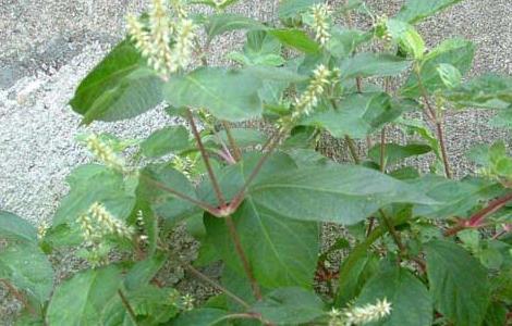 牛膝种子价格及种植方法（牛膝种子价格及种植方法视频）