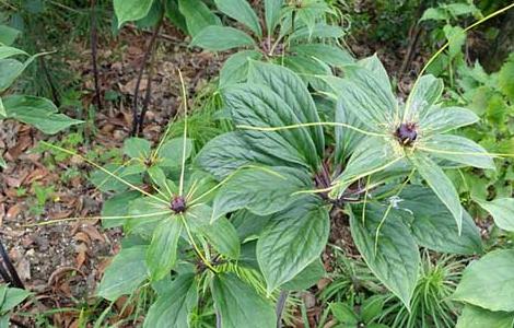 重楼种子价格及种植方法 重楼种苗多少钱一棵