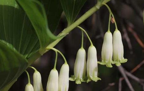 玉竹种子价格及种植方法（玉竹种子价格及种植方法大全）