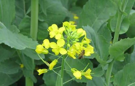 油菜种子价格及种植方法 油菜种子怎样种植?