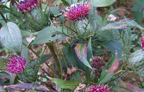 白术高产种植技术（白术高产栽培技术）