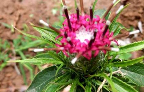 白术种子价格及种植方法（白术种子价格及种植方法图片）