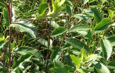 苍术种子价格及种植方法 苍术种子种植技术