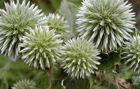 北苍术种子价格及种植方法（批发出售北苍术种子）