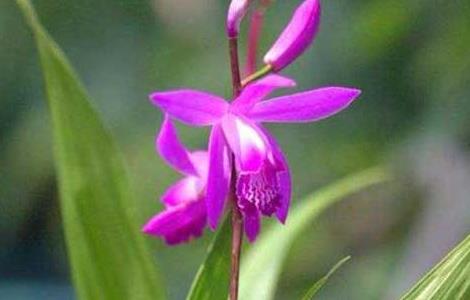 白芨种植成本和利润 白芨种植效益