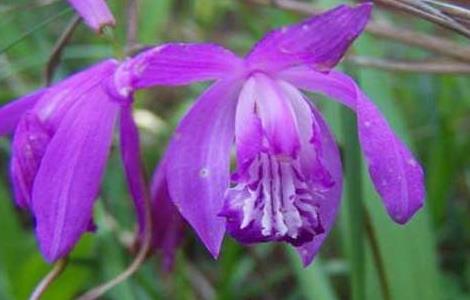 白芨一亩要多少种苗（白芨一亩要多少种苗子）