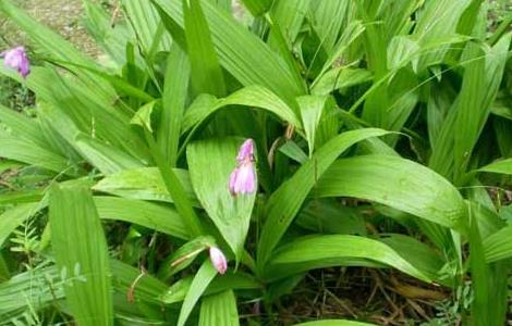 白芨一亩投资多少钱（白芨种植一亩投资多少）