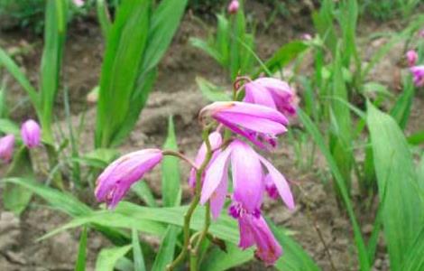 白芨种苗怎么培育的（白芨种苗种植）