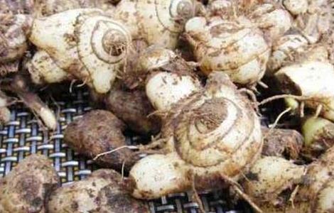 白芨是什么药材（白芨是什么药材可以治疗什么病）