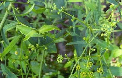 柴胡价格及种植方法