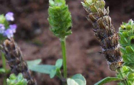 夏枯草种子价格及种植方法 夏枯草种子价格及种植方法图片