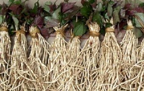 鱼腥草的种植技术 鱼腥草的种植技术视频