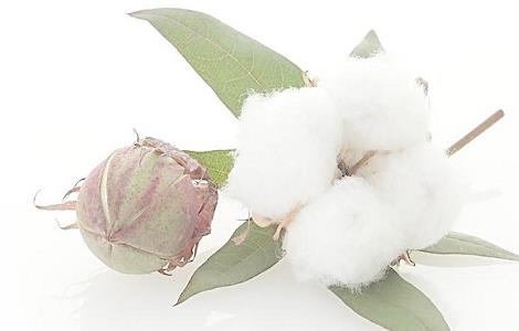 怎样防治棉花烂铃(怎样防治棉花烂铃虫病)