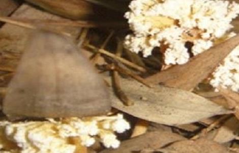 金蝉花的种植方法（金蝉花如何种植方法）