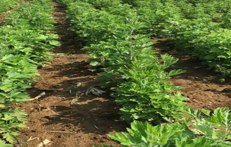 艾草种植的注意事项(艾草种植的注意事项和要求)