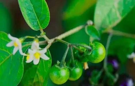 龙葵的种植方法 龙葵的种植方法及条件盆栽