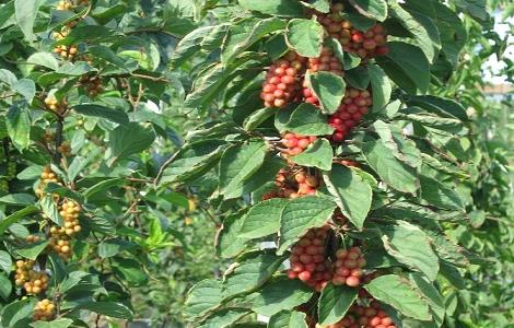 五味子怎么繁殖（五味子怎样繁殖）