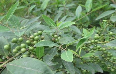 山苍子人工种植加工技术 山苍子人工种植加工技术视频