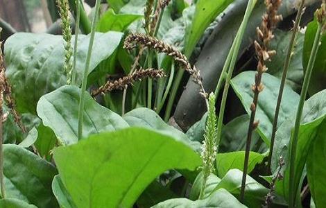 车前草种植的注意事项 车前草种植的注意事项和禁忌