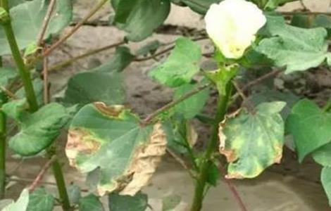 棉花常见病虫害及防治方法 棉花常见病虫害及防治方法有哪些