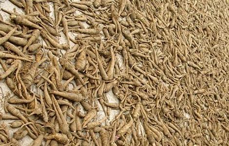 白芷种植需要注意哪些问题（白芷好种植吗）