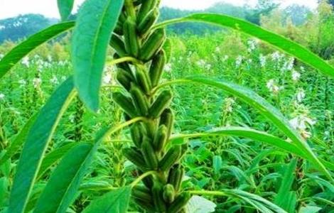 芝麻的种植方法 芝麻的种植方法和时间