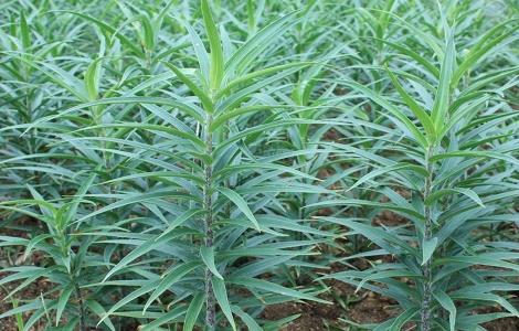 食用百合种植的方法与时间（食用百合种植方法和注意事项）