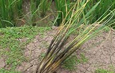 水稻种植烂秧怎么办（水稻种植烂秧怎么办视频）