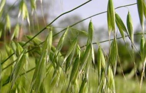 燕麦的种植方法 燕麦的种植方法有哪些