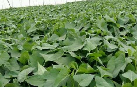 红薯种植的方法与时间 红薯的种植方法及时间