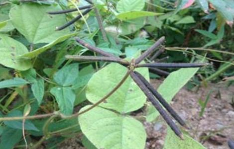 绿豆的常见病害及防治方法(绿豆的常见病害及防治方法有哪些)