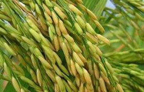 糯米的种植方法 糯米的种植方法和技术