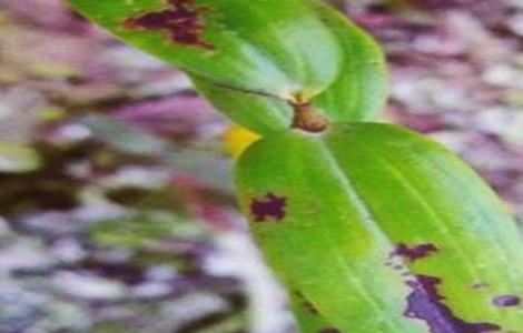 铁皮石斛常见病虫害防治 铁皮石斛常见病虫害防治方法