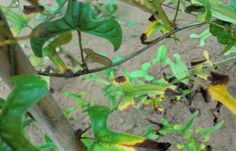 山药的常见病虫害防治方法 山药的常见病虫害防治方法视频