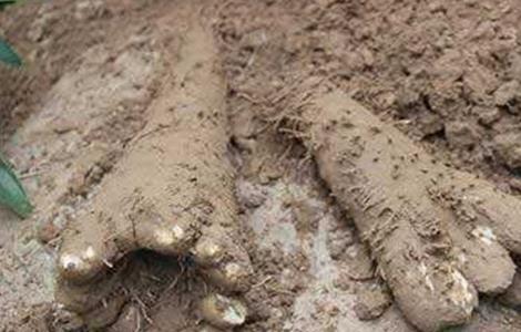 山药畸形的原因 山药畸形的原因分析