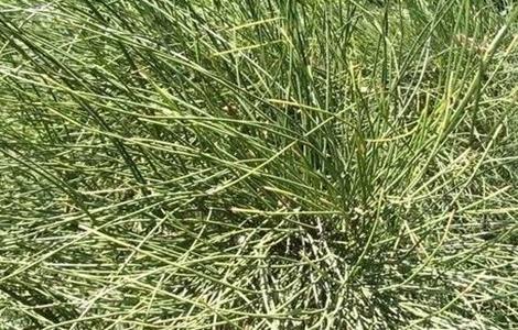 麻黄的种植方法 麻黄的种植方法及条件